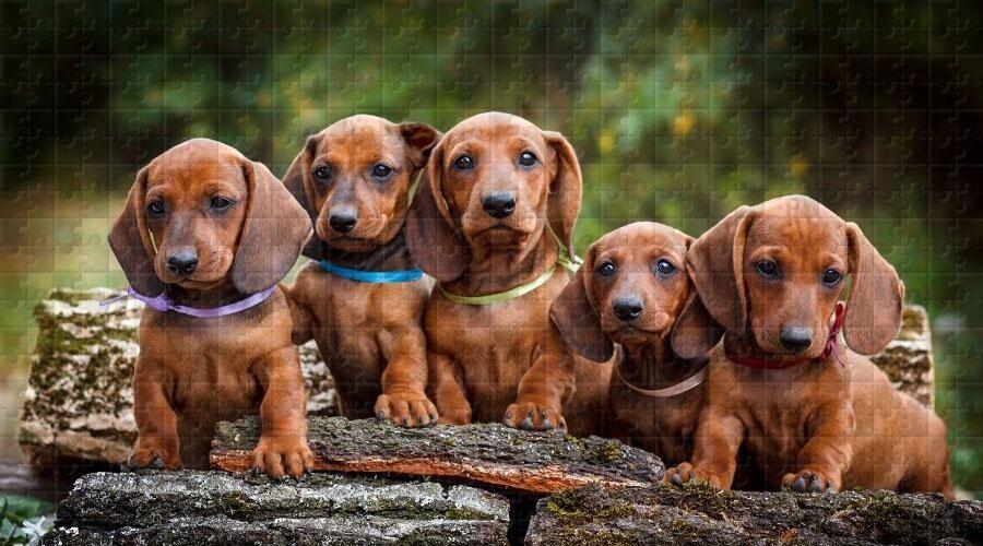 Pet Series Puzzle-Dachshund 1000 Pieces