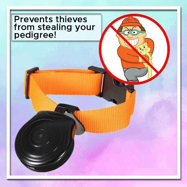 PetView UltraHD Collar Camera