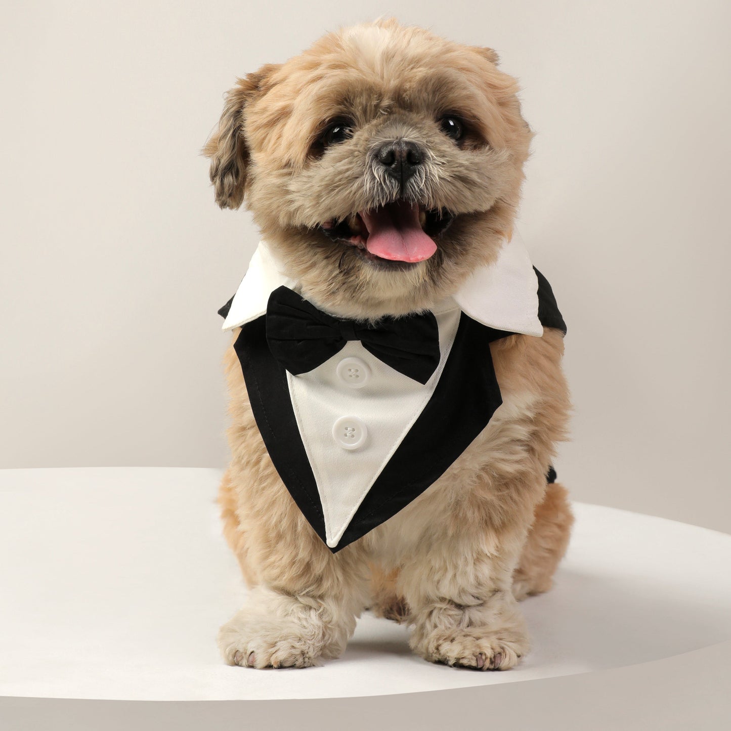 Dog Clothes| Pet Wedding Tuxedo | Sizes and Colours Available| Claws N Paws