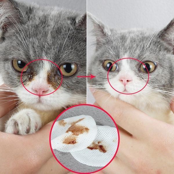 Pet Eye Cleaning Pad