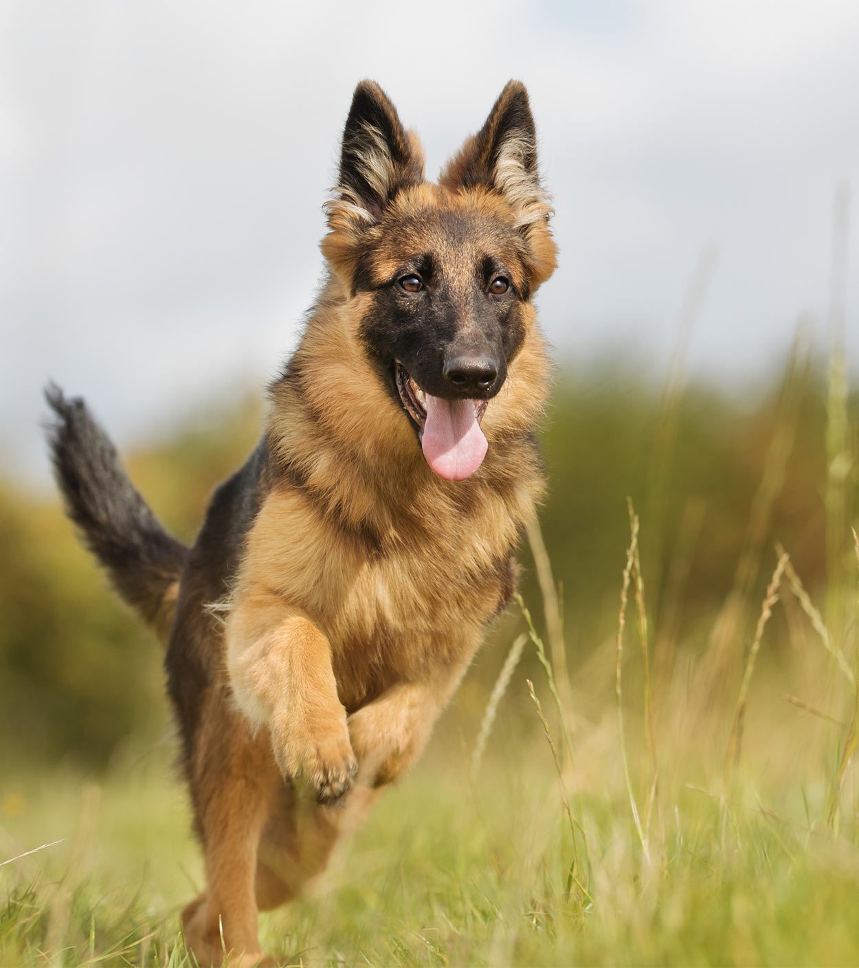 German Shepherd 1000-Piece Puzzle