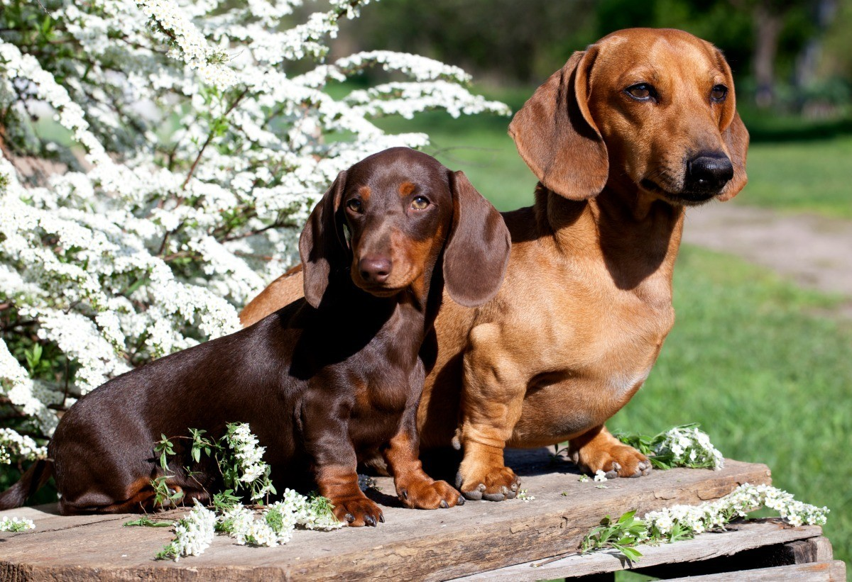 Pet Series Puzzle-Dachshund 1000 Pieces