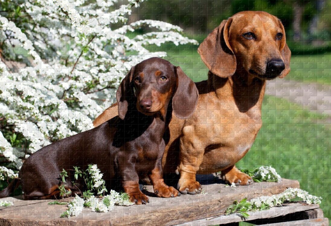 Pet Series Puzzle-Dachshund 1000 Pieces