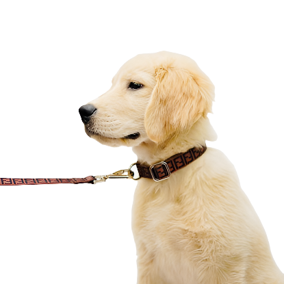 Brown FENDI Collar & Leash Set