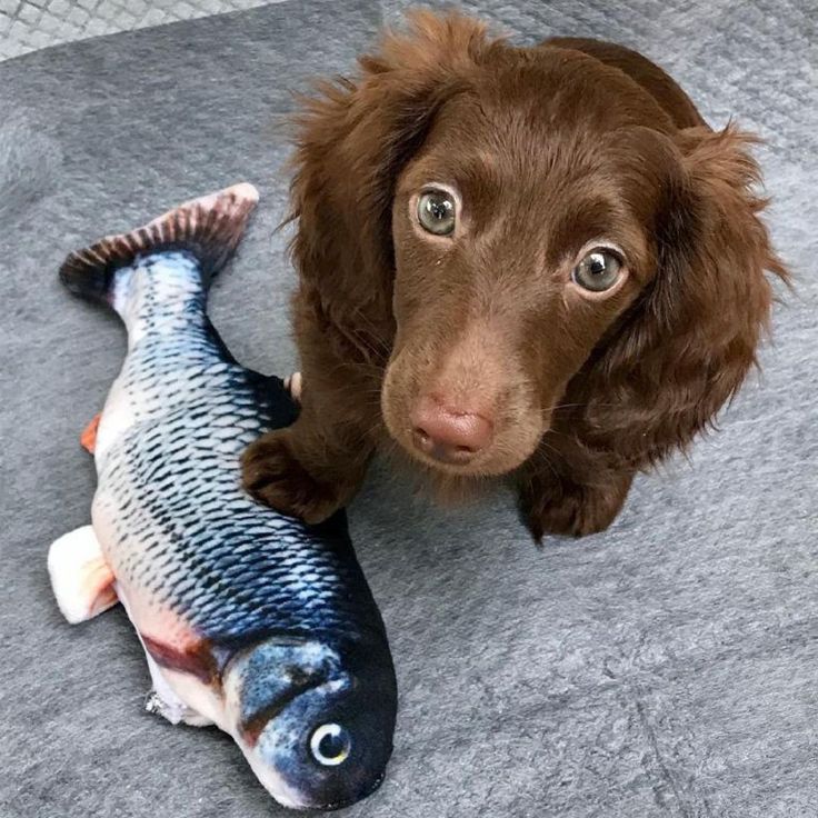 Cat Toy| Floppy Fish Cat Toy