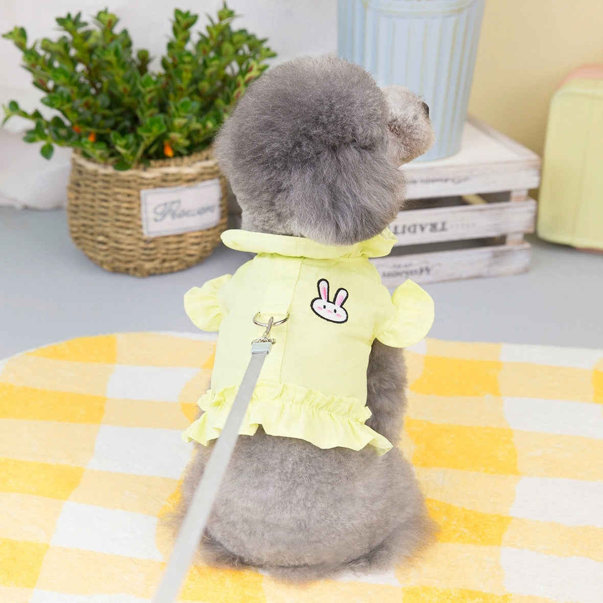 Frill Shirt Style Harness for Dogs - Comfortable & Stylish Pet Clothes | Claws N Paws
