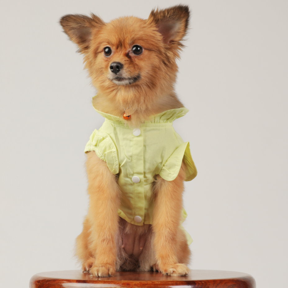 Frill Shirt Style Harness for Dogs - Comfortable & Stylish Pet Clothes | Claws N Paws