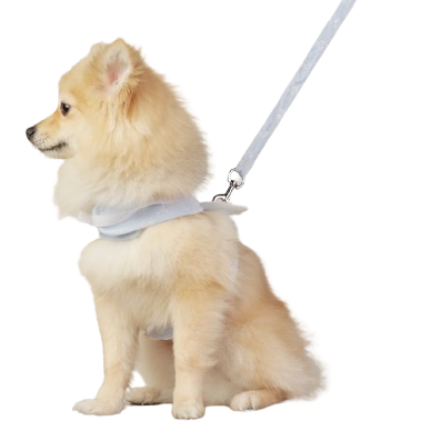 Angel Wings Harness and Leash Set
