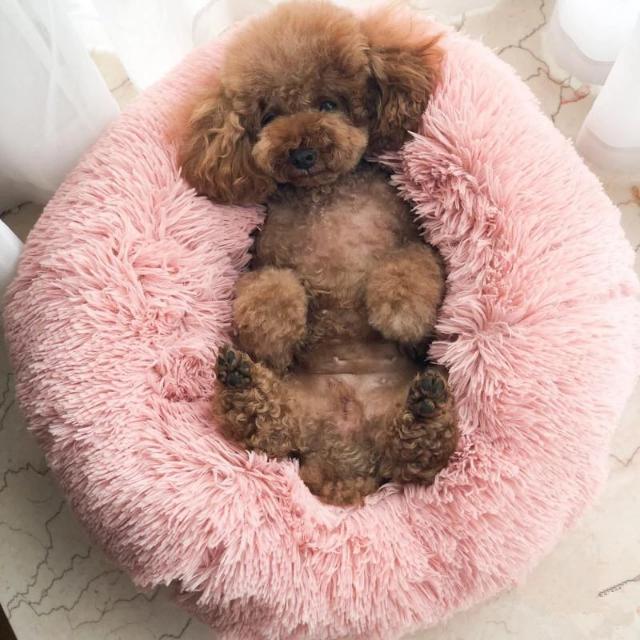 Comfy Calming Pet Bed